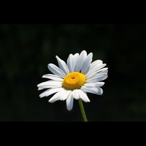 Meet your Posher, Madeline